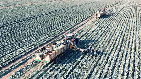 Farmers and Conveyor Tractors are Harvesting a Cabbage Field alt