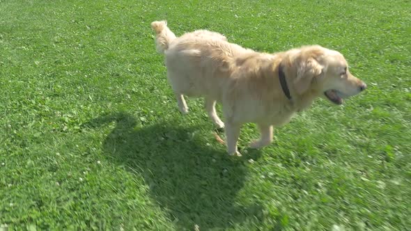 Golden Retriever Dog Running With Ball In Mouth