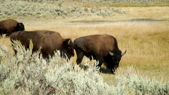 Buffalo (Bison) foraging in the valleys of Yellowstone National Park alt