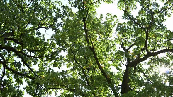 Oak Tree In The Wind 1, Stock Footage | VideoHive