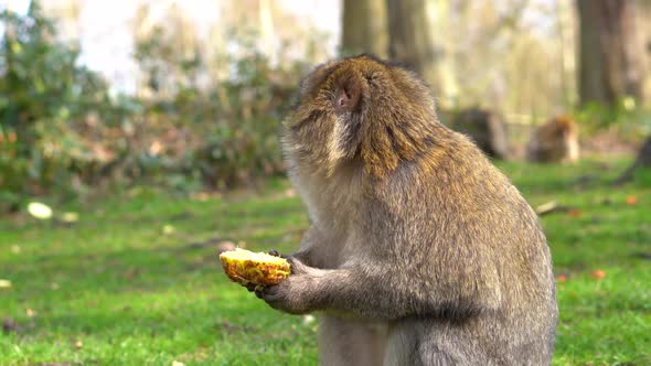 A macaque monkey in a green forest alt