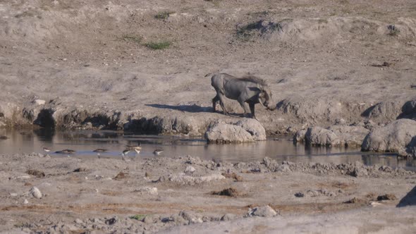 Warthog drinking from a waterhole  alt