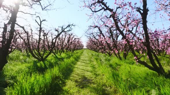 Drone Footage of Lovely Natural Landscape with Almond Crops Within Organic Farm alt
