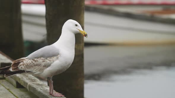 Detail shot of seagull on dock in Maine with boats slow motion HD 30p alt