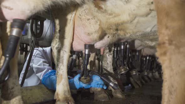 Farmer at the milking unit. alt