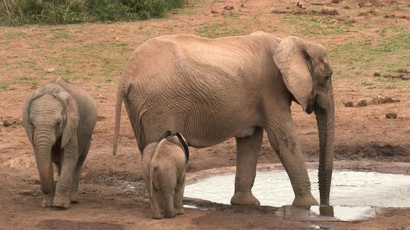 African Elephant (Loxodonta africana) mother with baby and juvenile at waterhole. alt