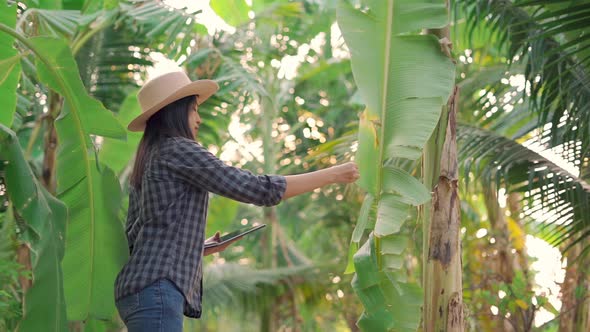 Young woman farmer monitoring orchard and sends data to the cloud from the tablet.