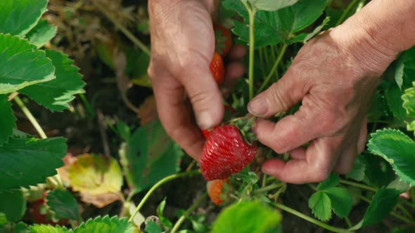 Farmer's hands picking organic strawberries close-up