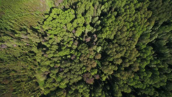 Flying Over the Green Forest