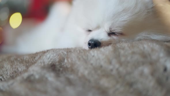 cute little white fur color lapdog pomeranian laying down on sofa tired and sleepy