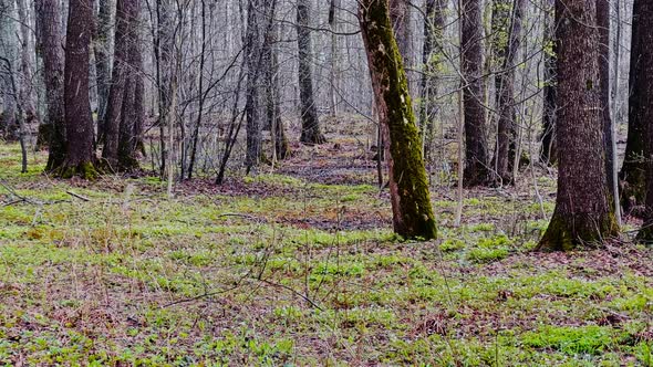 Panoramic Footage of Snowfall in Spring Park in Movement First Spring Grass a Lot of Trees in Cloudy alt