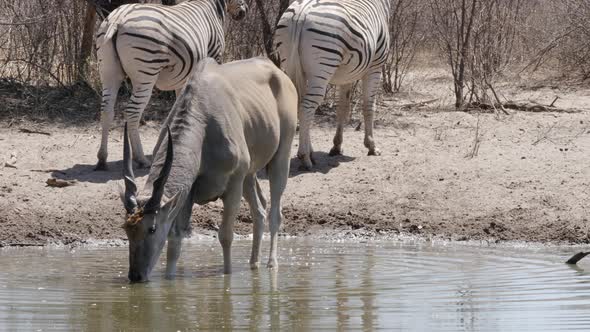 A Southern Eland antelope drinks from a watering hole in Botswana, zebras in the background. alt