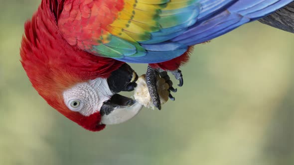 Colorful Scarlet Macaw hanging on branch wrong way round and eating snack during beautiful sunny day alt