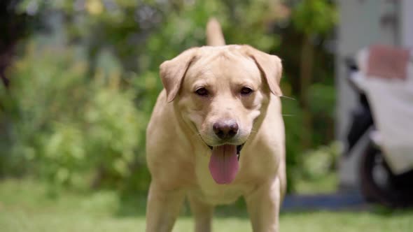 Labrador dog face in slow motion green grass