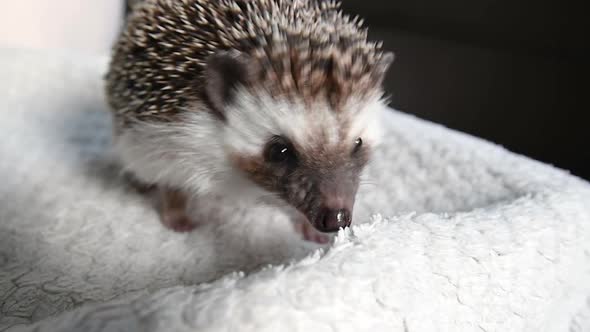 Gray African Pygmy Hedgehog Funny Plays Bites and Drags a White Plaid