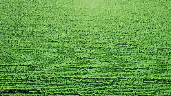 Rows of Young Green Sunflower Plants in Field alt
