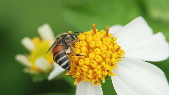 ฺฺSlow motion of Bee collecting pollen from a yellow flower. Macro shot
