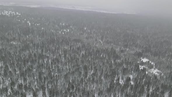 Mysterious Fantastic Winter Panoramic Landscape with Snowy Forest in Heavy Snowfall Aerial View alt