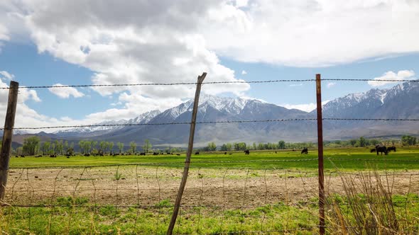 Fields Cattle and Mountains Time Lapse alt