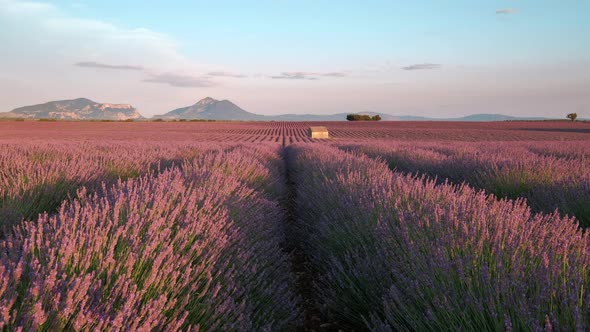 Lavender Field Sunset Time Lapse in Valensole, Provence France alt