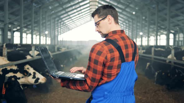 Cowshed Worker Checking Cows alt