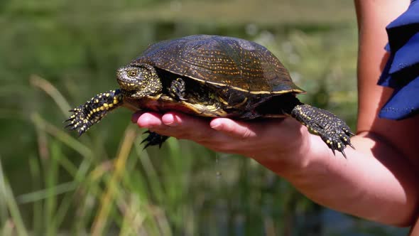 Turtle Lies on Woman Hand and Funny Moves Its Paws on Green River Background alt