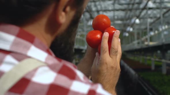 Farmer Checking Tomato Quality in Greenhouse, Non-Gmo Vegetables, Business