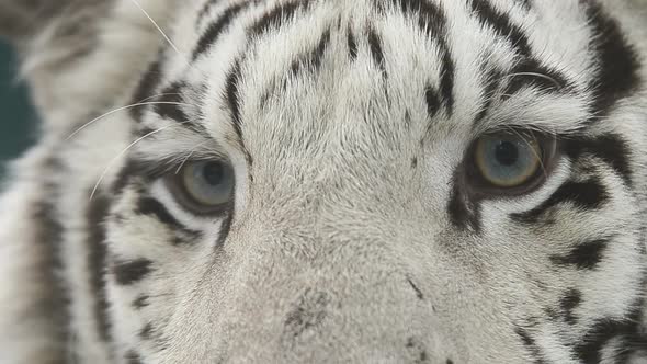 white bengal tiger head shot