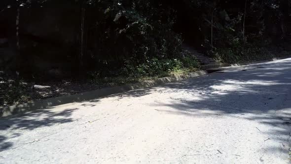 Wonderful Gray Brown Road at Dense Forest with Huge Palms alt