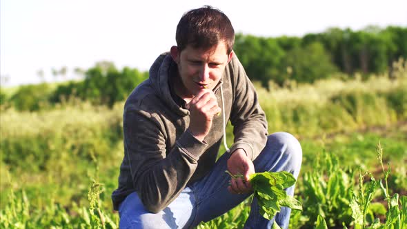 Man picks the sorrel on the field squatted down and eat fresh leaves. alt
