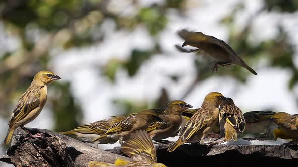 980320 Weavers at the Feeder, in flight, Lake Baringo in Kenya, Slow Motion alt