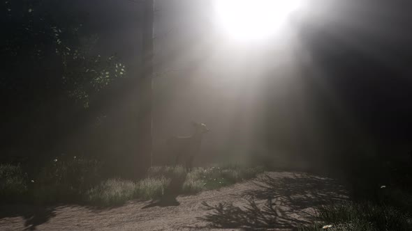 Deer Female in Forest in Fog alt