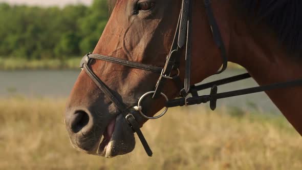 Horse Face and Eyes Closeup in Autumn Background alt
