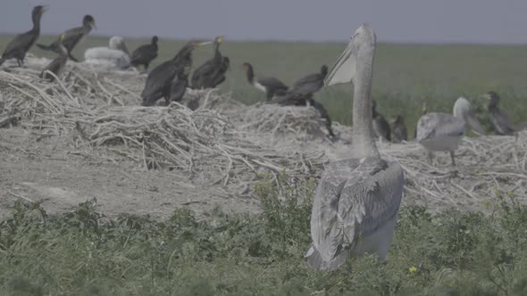 Young Dalmatian Pelican or Pelecanus Crispus in a Wild