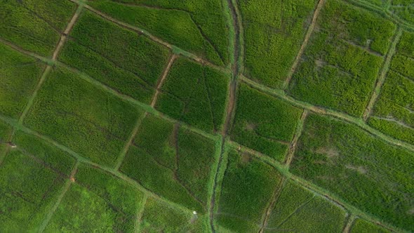Aerial Top Down View Of Green Rice Paddy Field Pattern Sri Lanka