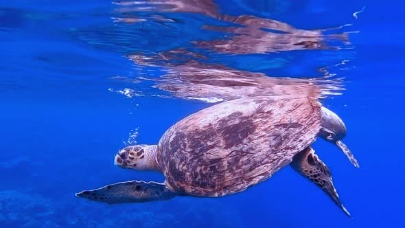 Sea Turtle Breath Underwater alt