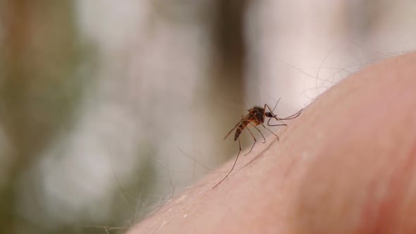 Mosquito Blood Sucking On Human Skin 1