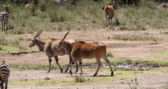 Cape Eland, taurotragus oryx, Nairobi Park in Kenya, Masai Mara Park in Kenya, Real Time 4K alt
