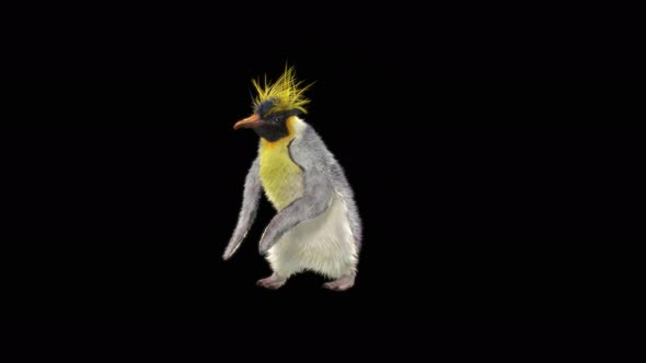 82 Penguin Dancing 4K alt