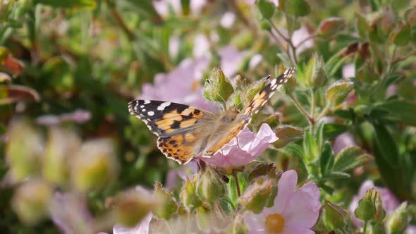 Macro close up of a painted lady butterfly feeding on nectar and pollinating pink flowers with orang alt