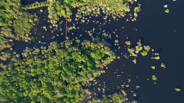 wetlands with various trees represent the integrity of the forest. alt
