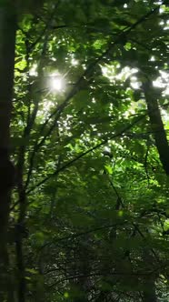 Vertical Video of Forest By Day alt