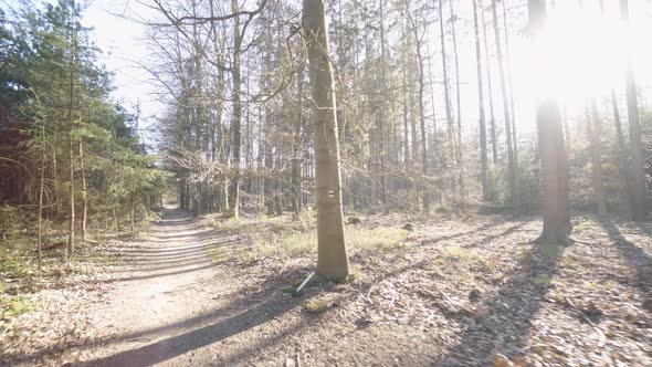 The Camera Flies Through a Forest with a Pathway on a Sunny Spring Day