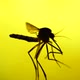 Mosquito Analysis  - VideoHive Item for Sale