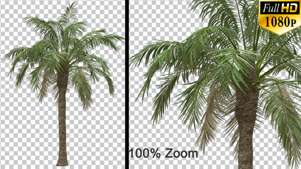 Breezy Palm Tree Vol2 - Alpha Channel