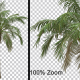 Breezy Palm Tree Vol2 - Alpha Channel - VideoHive Item for Sale