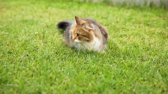 Arrogant Shorthaired Domestic Funny Tabby Cat Sneaks Through Fresh Green Grass Meadow Background alt
