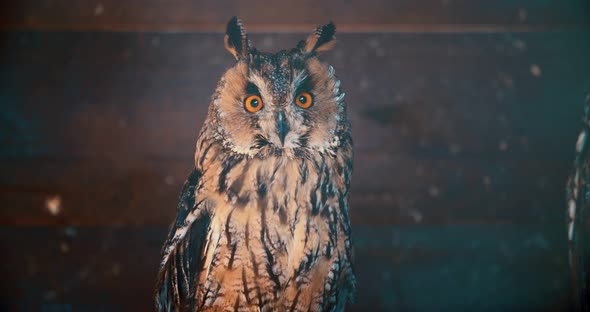 Cute owl with big eyes perching on branch turning head around looking at camera