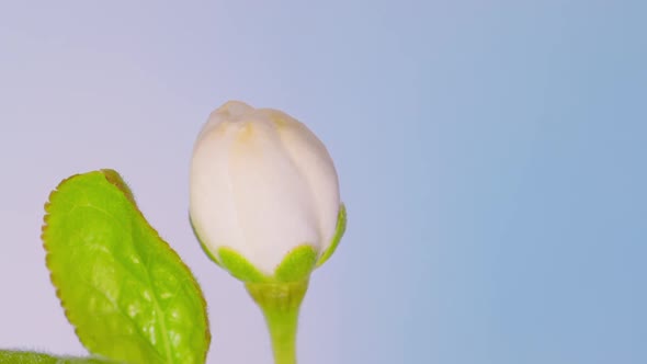 Time Lapse Flowering Flowers of Cherry Plum alt