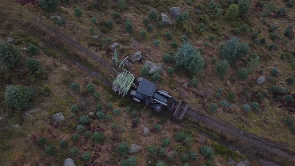 Laborers loading harvested Christmas trees on tractor; overhead aerial alt